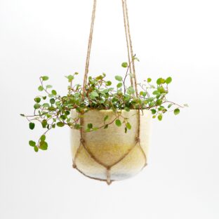 プラントハンガー ｜ mellow