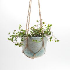 プラントハンガー ｜ kitten と、Rie fu『Life is Like a Boat』