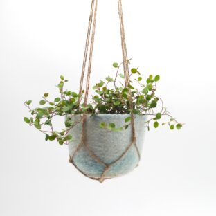 プラントハンガー ｜ kitten