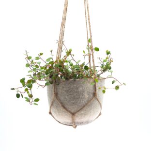 プラントハンガー｜ dawn