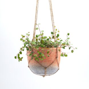 プラントハンガー ｜ twilight